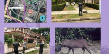 Babi Hutan Berkeliaran Di Putrajaya Sedang Diburu