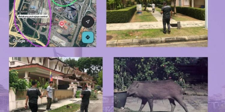 Babi Hutan Berkeliaran Di Putrajaya Sedang Diburu