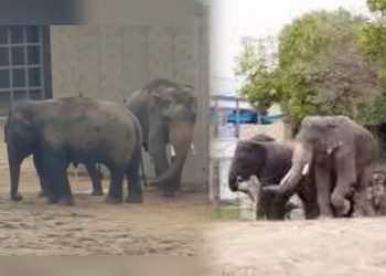 Gading Gajah Kelat Dipotong Atas Faktor Kesihatan