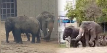 Gading Gajah Kelat Dipotong Atas Faktor Kesihatan