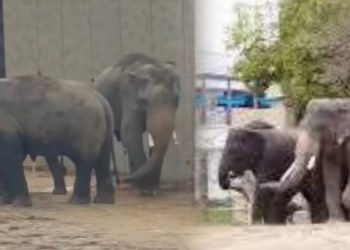 Gajah Dara, Amoi dan Kelat Masih Milik Zoo Taiping