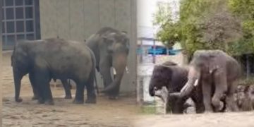 Gajah Dara, Amoi dan Kelat Masih Milik Zoo Taiping