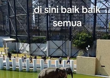 Dara, Amoi Dan Kelat Berbahagia Elok Di Jepun