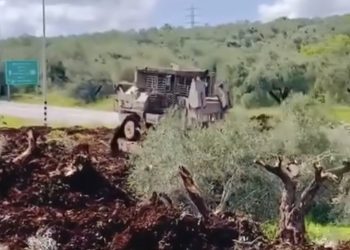 ZALIM – Lebih 200 Pokok Zaitun Berusia Ratusan Tahun Dicabut Di Tebing Barat