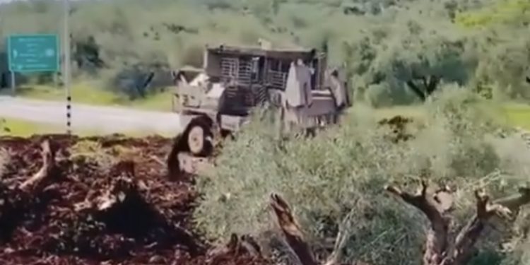 ZALIM – Lebih 200 Pokok Zaitun Berusia Ratusan Tahun Dicabut Di Tebing Barat