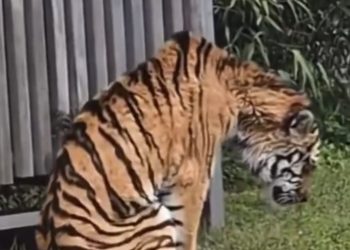 Kalau Harimau Rupa Ni…Apa Nasib Dara, Amoi Dan Kelat?