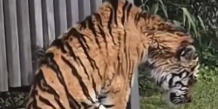 Kalau Harimau Rupa Ni…Apa Nasib Dara, Amoi Dan Kelat?