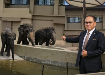 Zoo Taiping Didesak Bawa Pulang 3 Gajah Malaysia Dari Jepun -MB Pahang