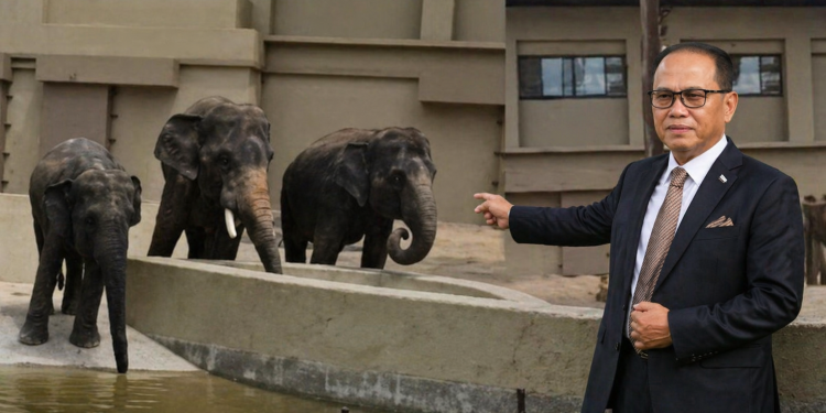 Zoo Taiping Didesak Bawa Pulang 3 Gajah Malaysia Dari Jepun -MB Pahang