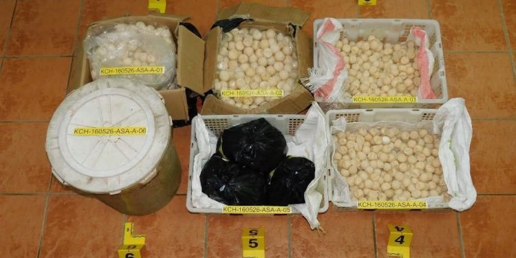 Warga Indonesia Dipenjara 12 Bulan Seludup Lebih 2,000 Telur Penyu