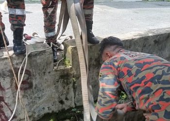 Bomba Selamatkan Lembu Seberat 250kg Jatuh Dalam Longkang Di Subang Bistari