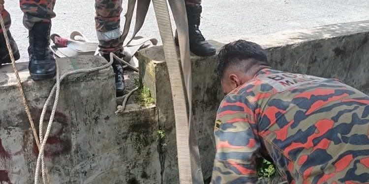 Bomba Selamatkan Lembu Seberat 250kg Jatuh Dalam Longkang Di Subang Bistari