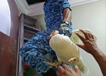 Misteri Bunyi Atas Siling Terjawab, APM Tangkap ‘Suspek’ Dalam 15 Minit