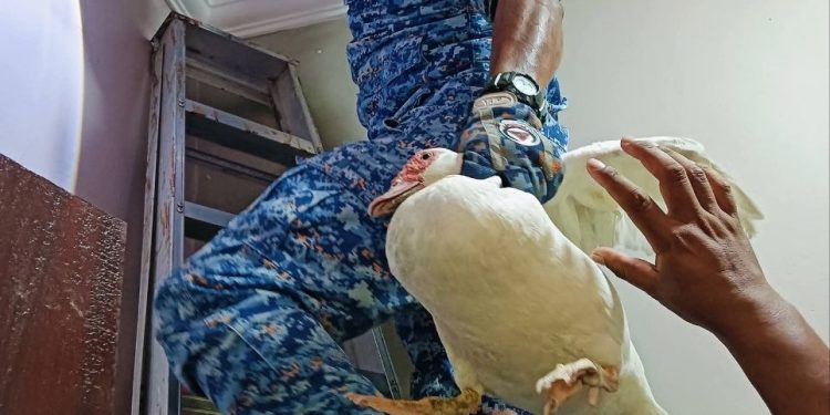 Misteri Bunyi Atas Siling Terjawab, APM Tangkap ‘Suspek’ Dalam 15 Minit