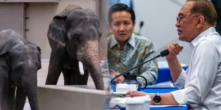 PM Anwar Arah NRES, Zoo Taiping Pastikan Kebajikan Tiga Gajah Di Jepun