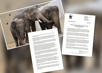WWF-Malaysia Tidak Tahu Sebab Dara, Amoi Dan Kelat Dipindahkan Ke Jepun