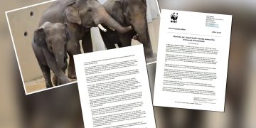 WWF-Malaysia Tidak Tahu Sebab Dara, Amoi Dan Kelat Dipindahkan Ke Jepun