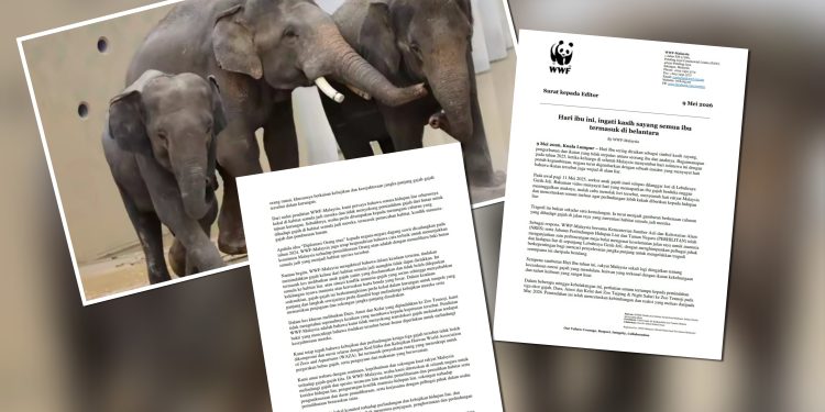 WWF-Malaysia Tidak Tahu Sebab Dara, Amoi Dan Kelat Dipindahkan Ke Jepun