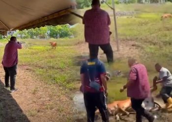 Tembak Lembu: Antara Hukum Agama Dan Undang-Undang