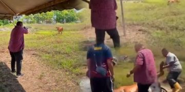 Tembak Lembu: Antara Hukum Agama Dan Undang-Undang