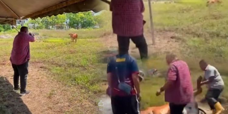 Tembak Lembu: Antara Hukum Agama Dan Undang-Undang