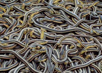Hampir 900 Ekor Ular Termasuk Tedung Berbisa Terlepas Dari Ladang