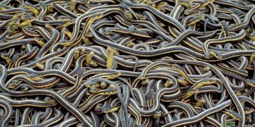 Hampir 900 Ekor Ular Termasuk Tedung Berbisa Terlepas Dari Ladang