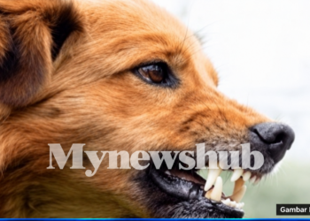 Kanak-Kanak Cedera Diserang Anjing Liar Ketika Bermain Di Pantai Kuala Kemasin