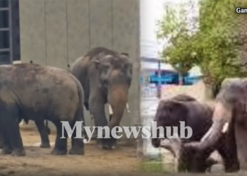 Berat Badan DAK Naik Bukan Bukti Kebajikan Tiga Gajah Malaysia Terjamin – NGO