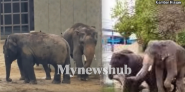 Berat Badan DAK Naik Bukan Bukti Kebajikan Tiga Gajah Malaysia Terjamin – NGO