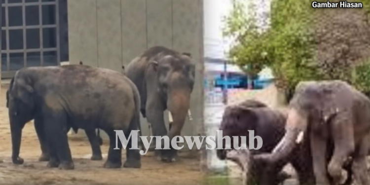 Berat Badan DAK Naik Bukan Bukti Kebajikan Tiga Gajah Malaysia Terjamin – NGO